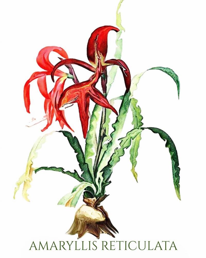 amaryllis-standard-73mx0l.jpg