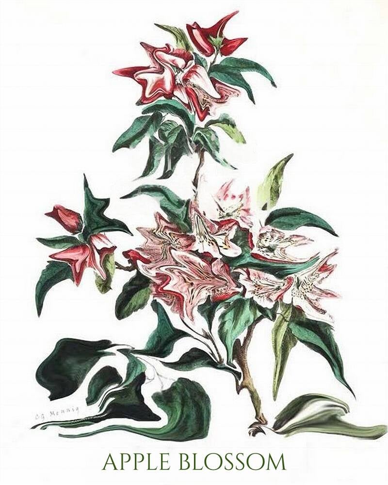 apple-blossom-standard-jc3s1c.jpg