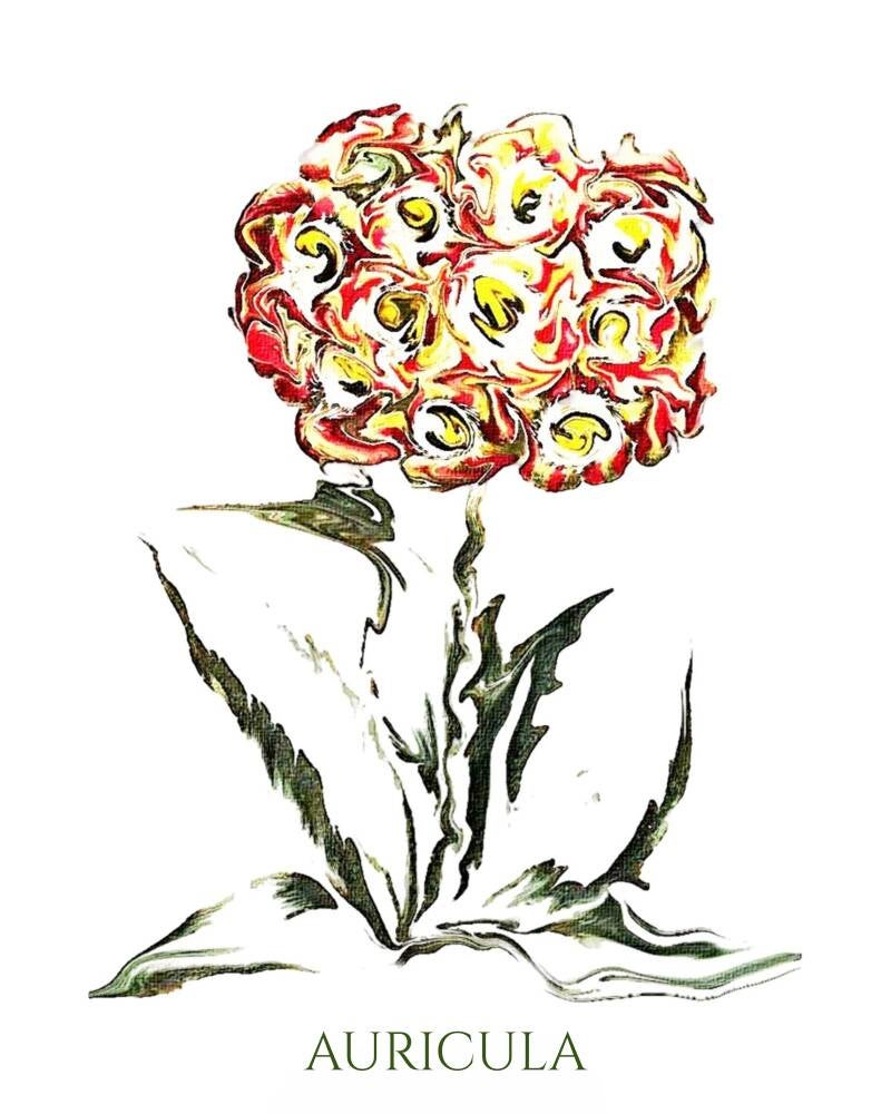 auiricula-standard-sjkxcv.jpg