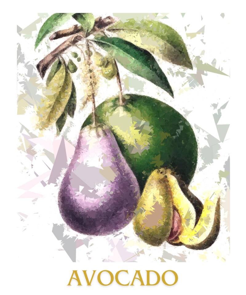 avocado-1-standard-y2g8g2.jpg