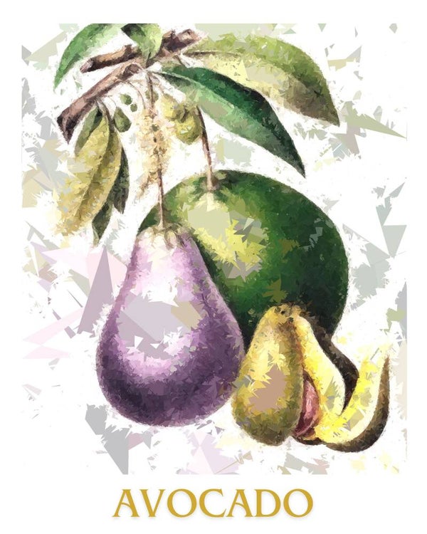 "Avocado" Vintage Fruit Print Redesigned - Two Sizes