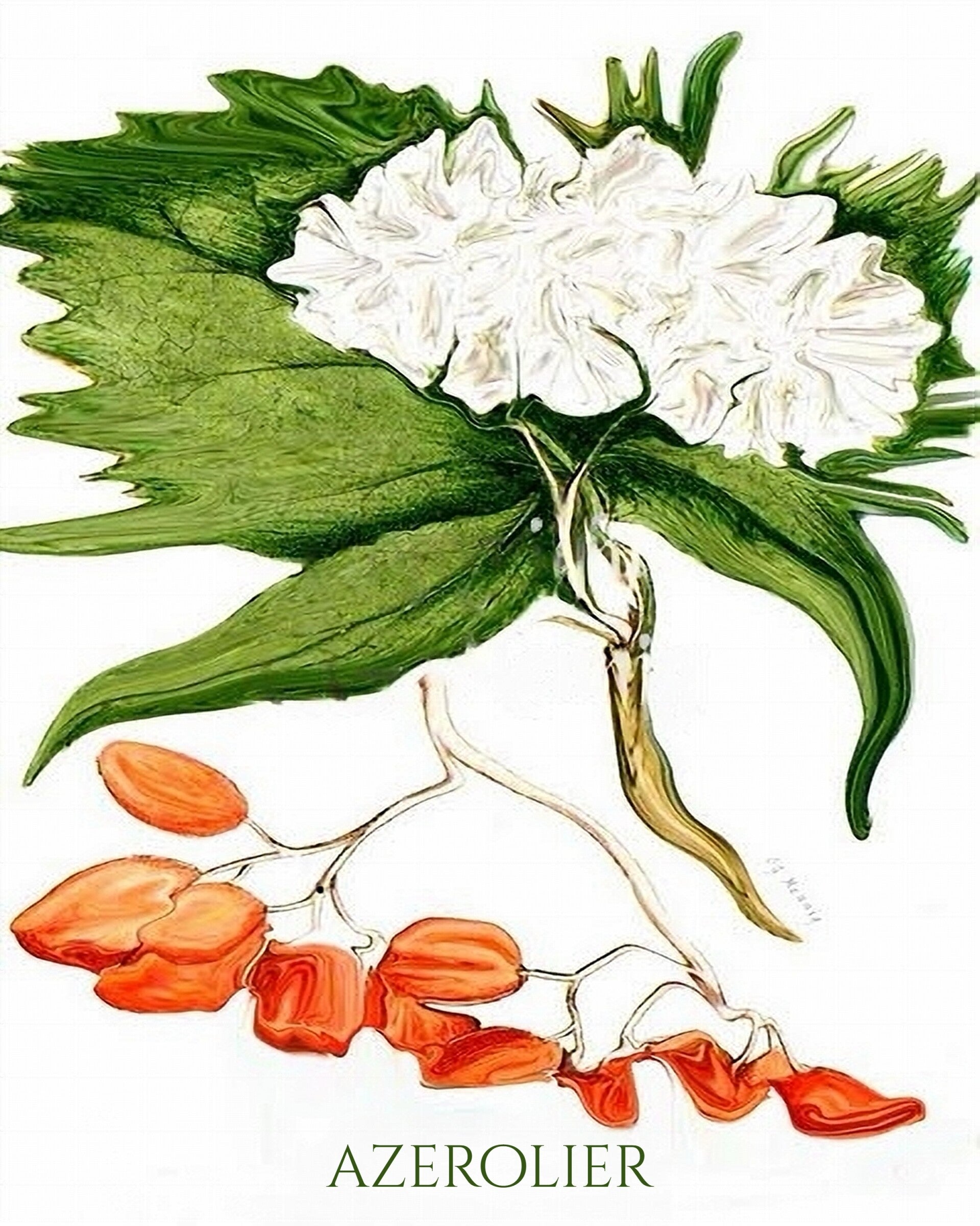 "Azerolier" Unique Botanical Design Digital Watercolor Art Print