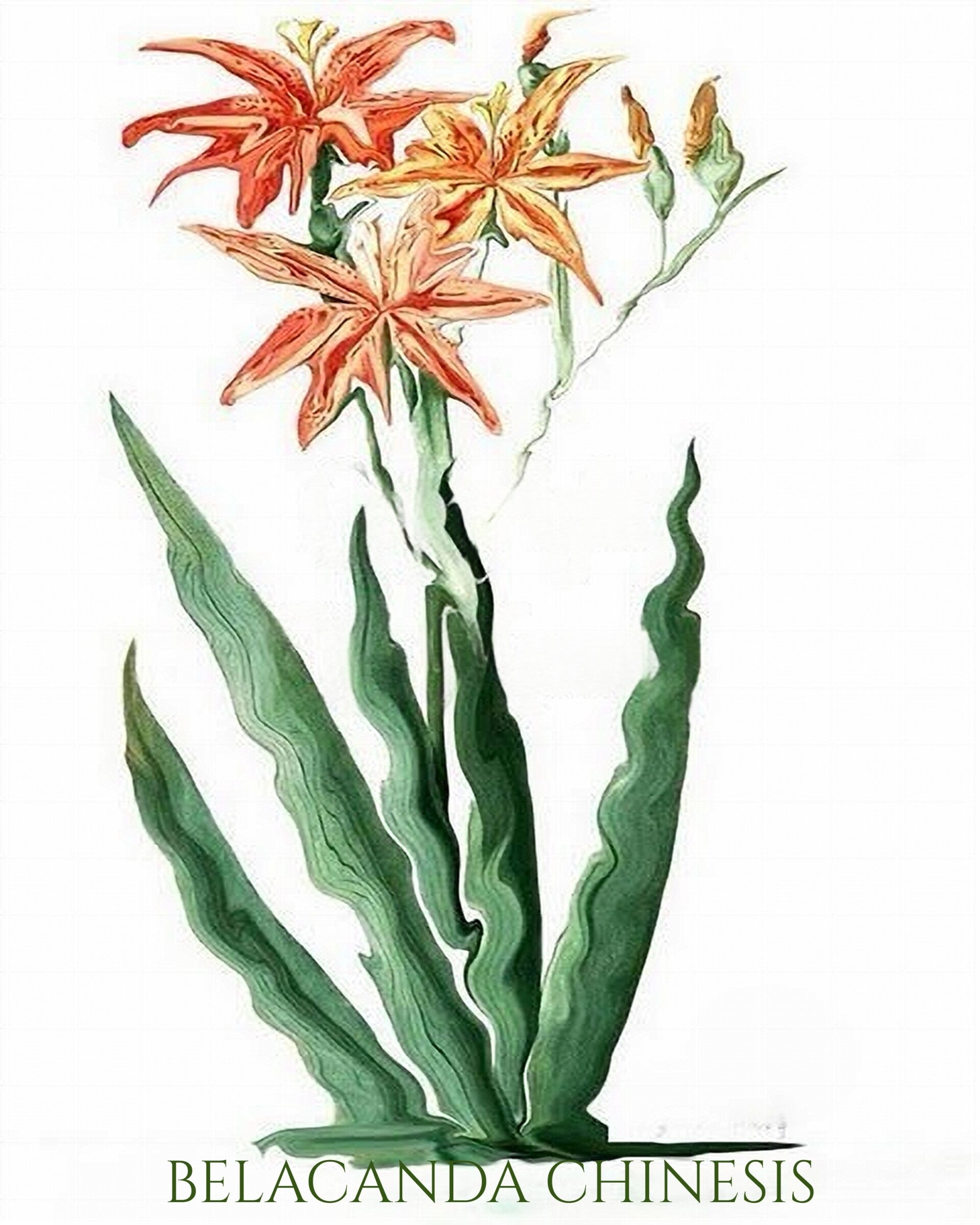 "Belacanda Chinesis" Unique Botanical Design Digital Watercolor Art Print