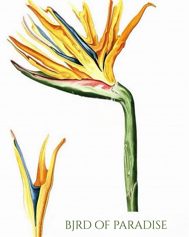 bird-of-paradise-1-standard-vq24gv.jpg