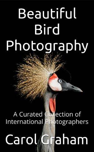 bird-photo-ebook-cover-standard.jpg