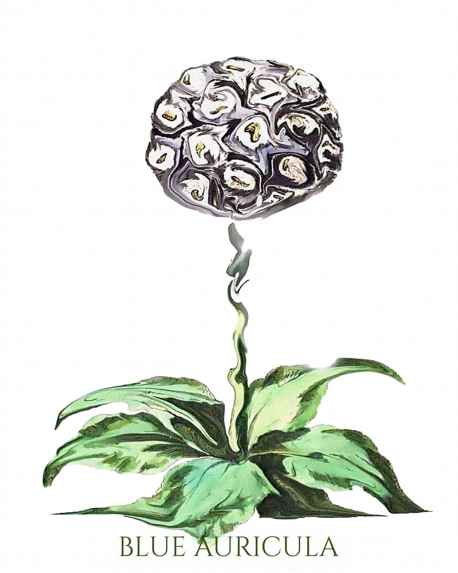 "Blue Auricula:" Unique Botanical Design Digital Watercolor Art Print