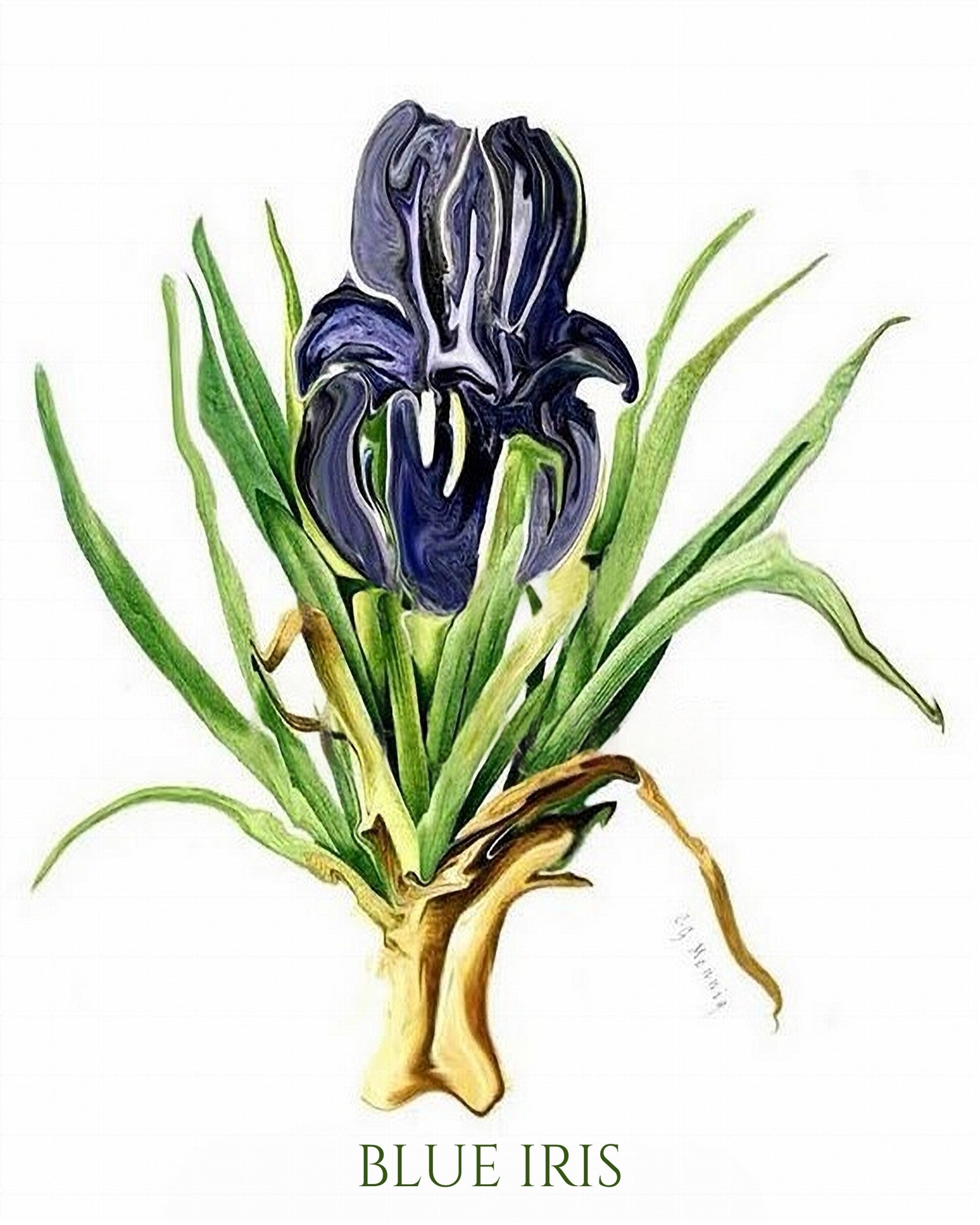 "Blue Iris" Unique Botanical Design Digital Watercolor Art Print