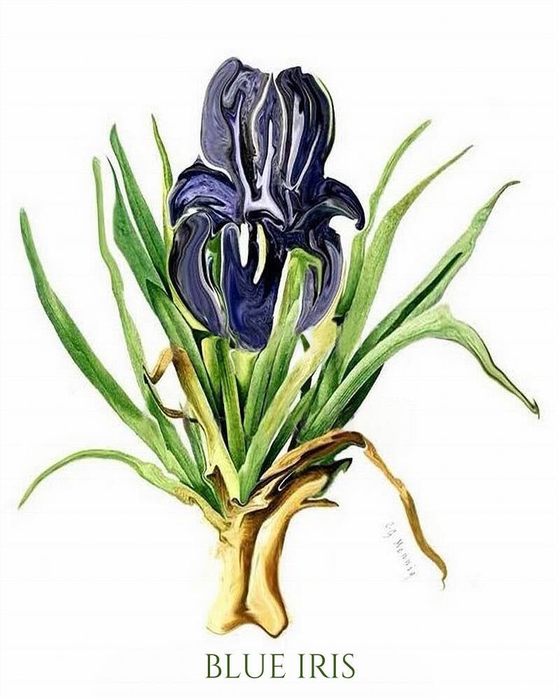 blue-iris-standard-03isvx.jpg