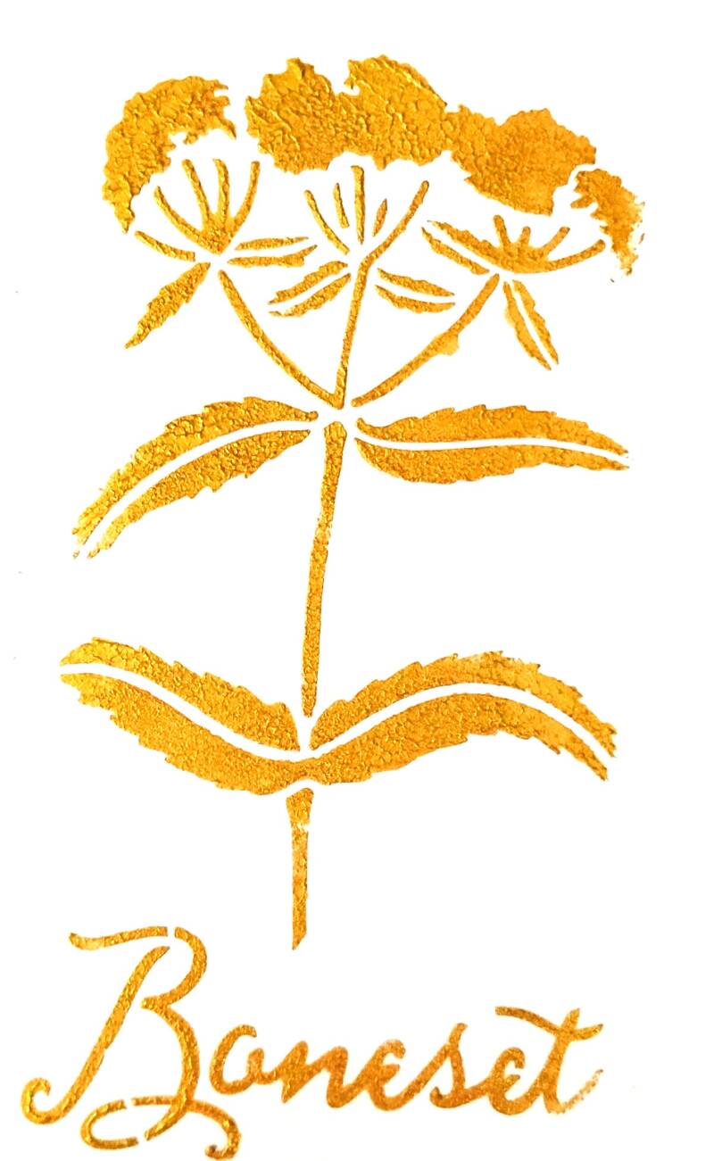 boneset-standard-dxfvyp.jpg