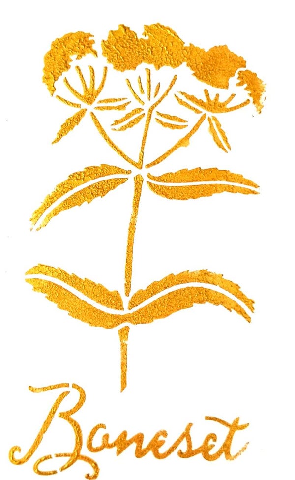 "Boneset" Gold Leaf Herb Painting in 5 x 7 White Mat
