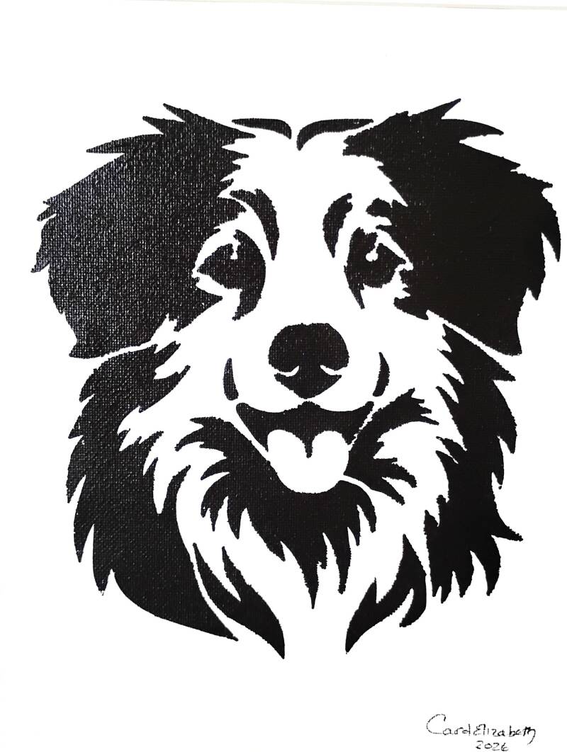 border-collie-large-black-standard-ugj9ni.jpg