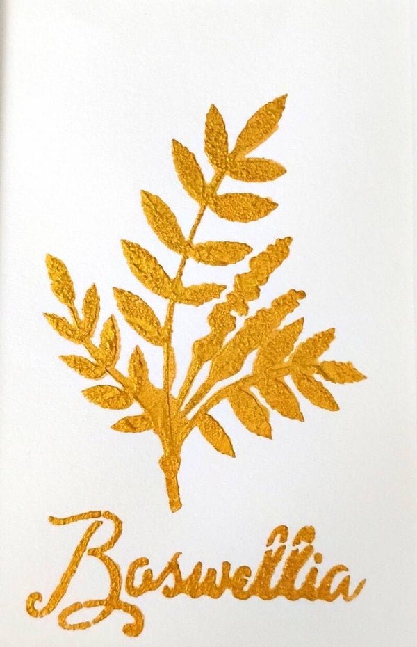 "Boswellia" Gold Leaf Herb Painting in 5 x 7 White Mat