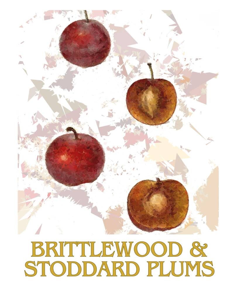 brittlewood-stoddard-plums-1-standard-xflhir.jpg