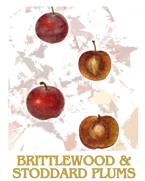 "Brittlewood & Stoddard Plums" Vintage Fruit Print Redesigned - Two Sizes