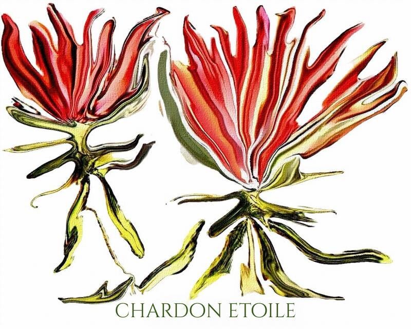 chardon-etoile-standard-wc0jr5.jpg