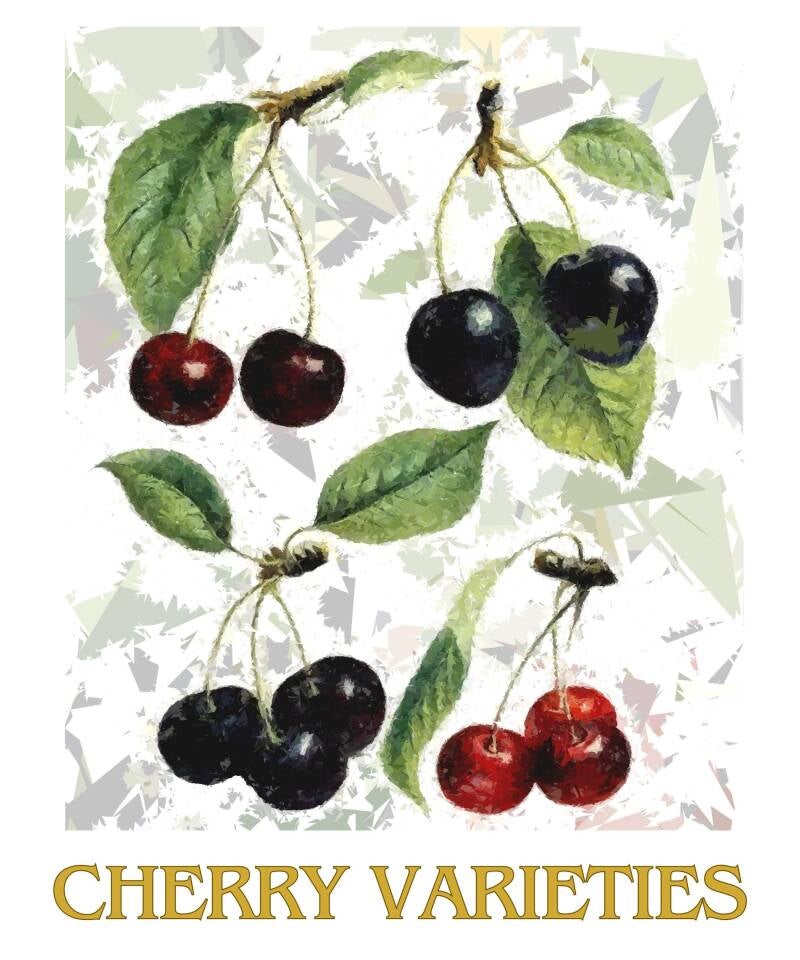cherry-varieties-standard-34j38p.jpg