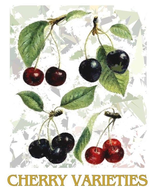 "Cherry Varieties" Vintage Fruit Print Redesigned - Two Sizes