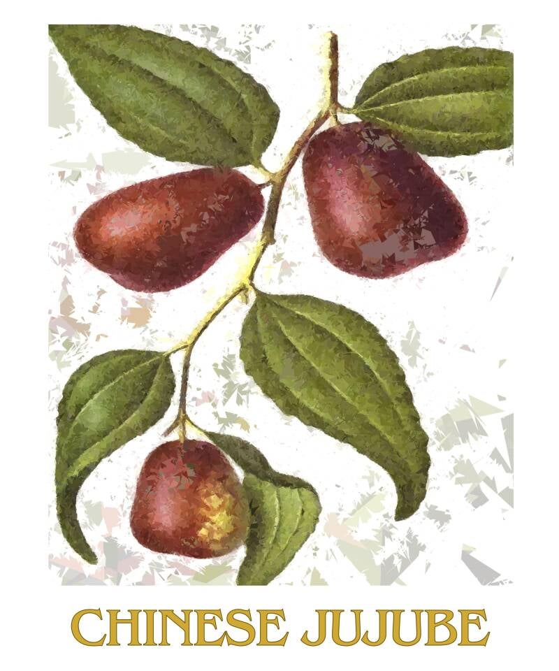 chinese-jujube-1-standard-30kfqf.jpg