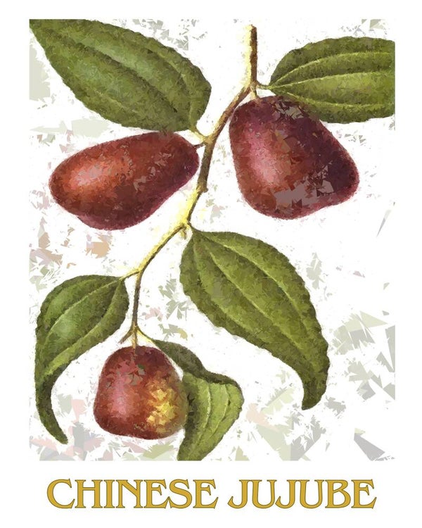 "Chinese Jujube" Vintage Fruit Print Redesigned - Two Sizes