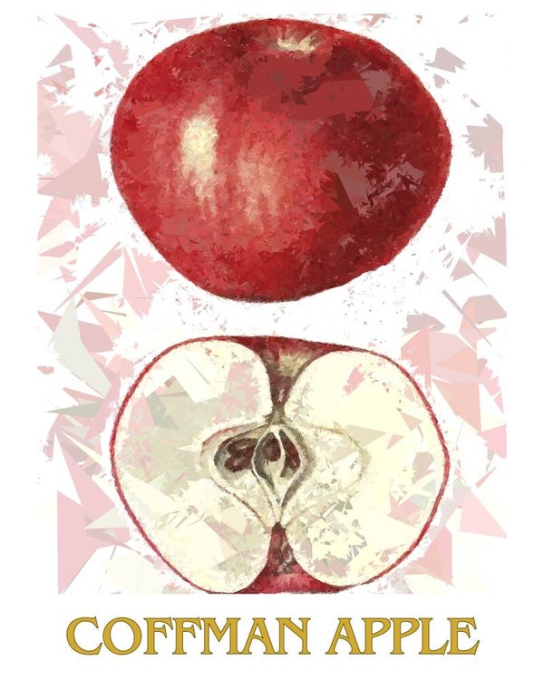 "Coffman Apple" Vintage Fruit Print Redesigned - Two Sizes