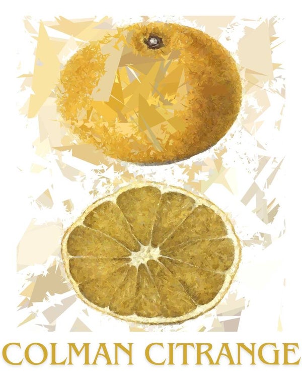 "Colman Citrange" Vintage Fruit Print Redesigned - Two Sizes