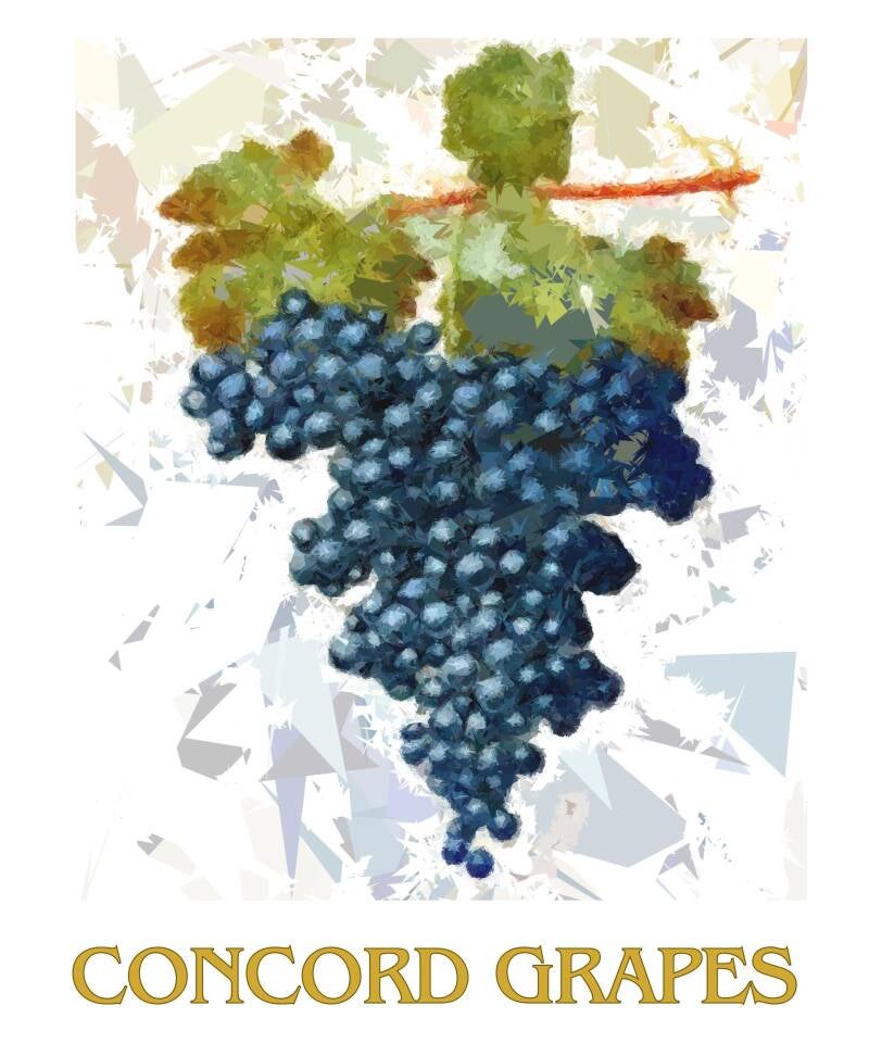 concord-grapes-1-standard-p8kgau.jpg
