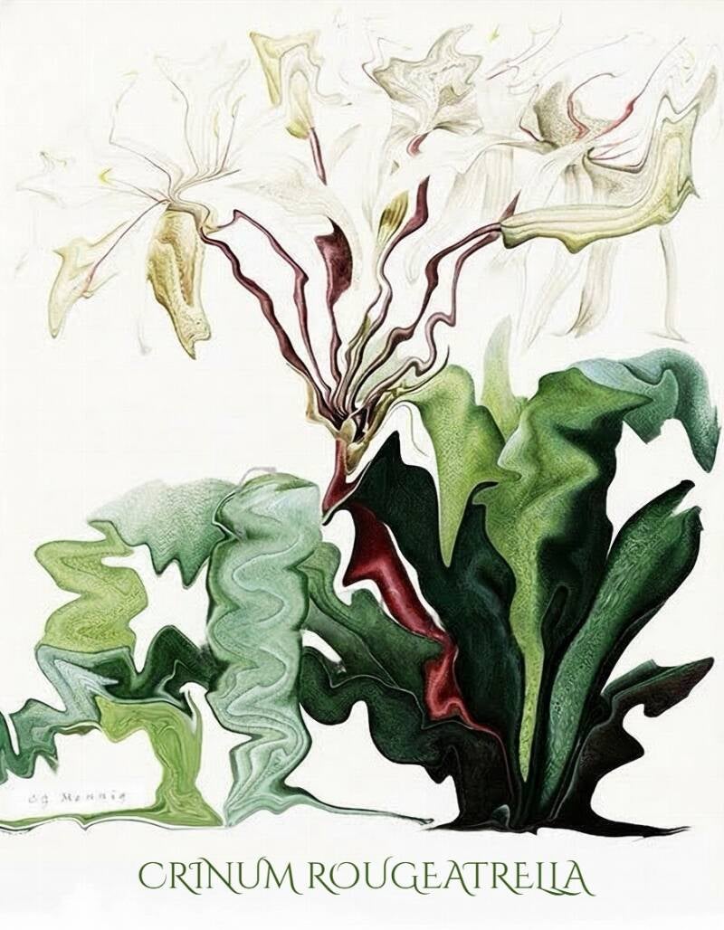 crinum-standard-nlwfm9.jpg