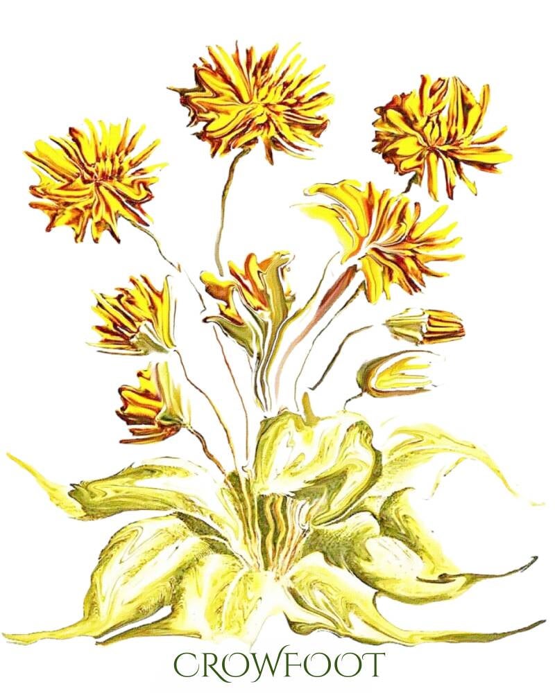 crowfoot-standard-m1ytl4.jpg
