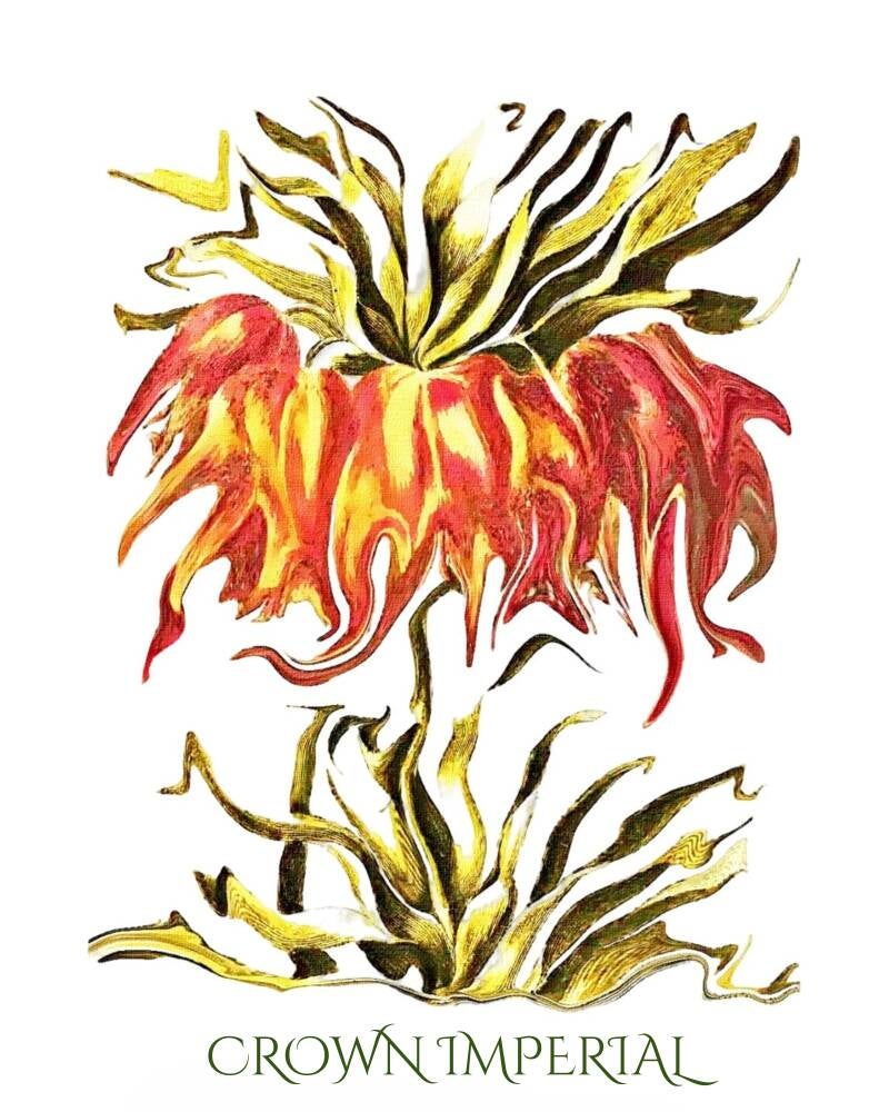 crown-imperial-standard-olth1i.jpg