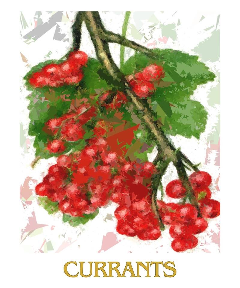 currants-1-standard-lwuh0p.jpg