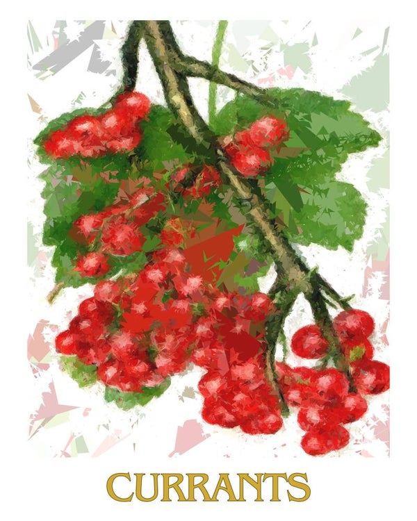 "Currants" Vintage Fruit Print Redesigned - Two Sizes
