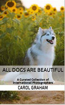 dogs-1-standard.jpg