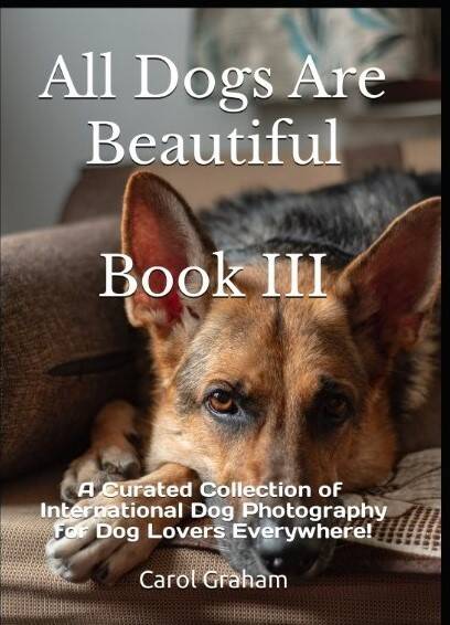 dogs-3-standard.jpg