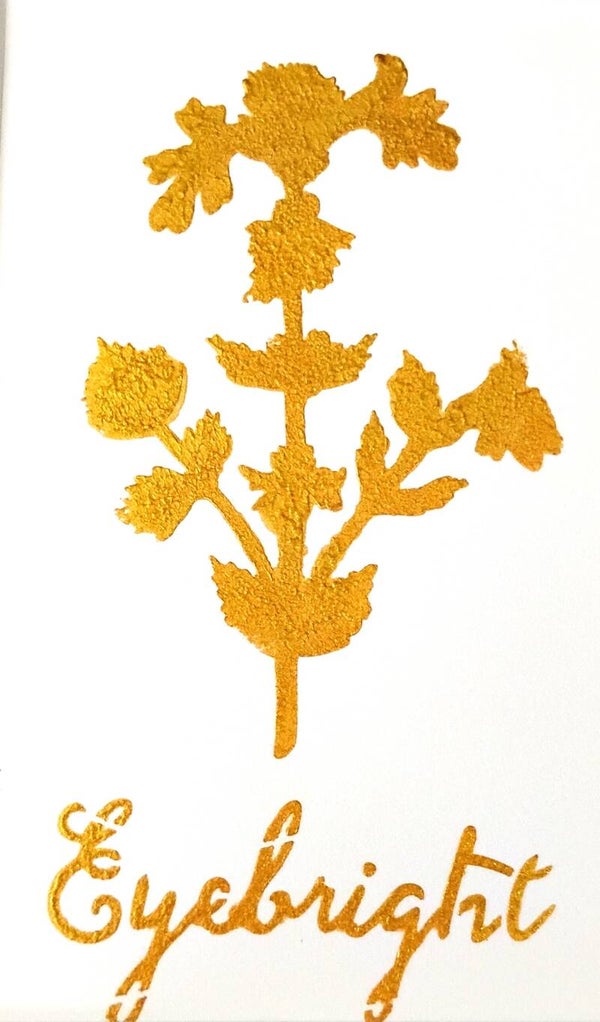 "Eyebright" Gold Leaf Herb Painting in 5 x 7 White Mat