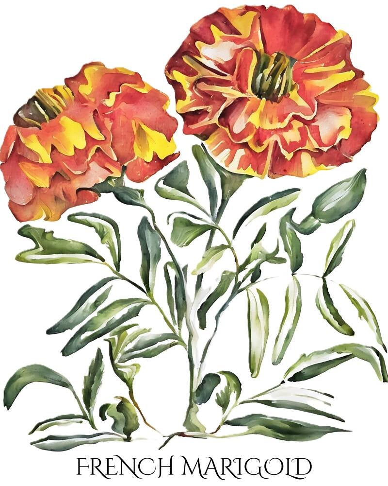 french-marigold-standard-w3j4zb.jpg