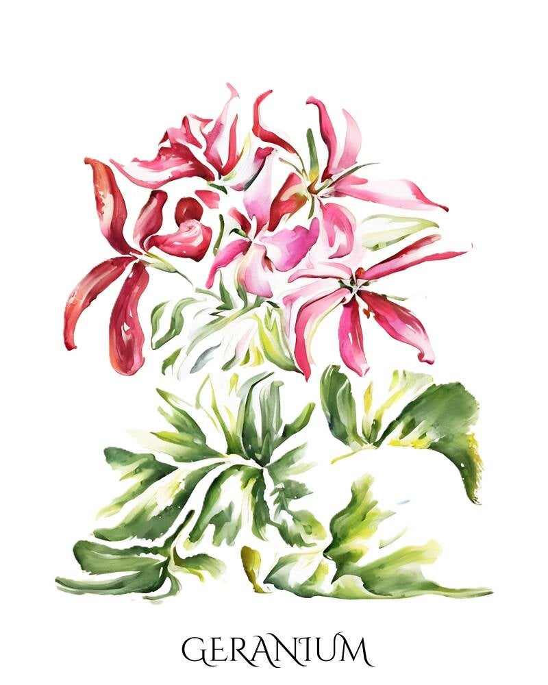 geranium-standard-5uvx16.jpg