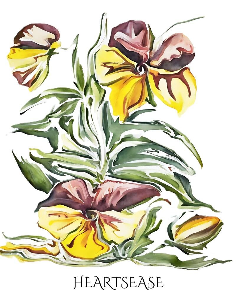 heartsease-standard-9vei3f.jpg