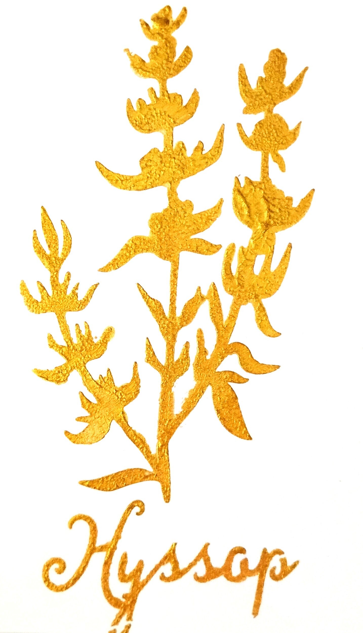 "Hyssop" Gold Leaf Herb Painting in 5 x 7 White Mat