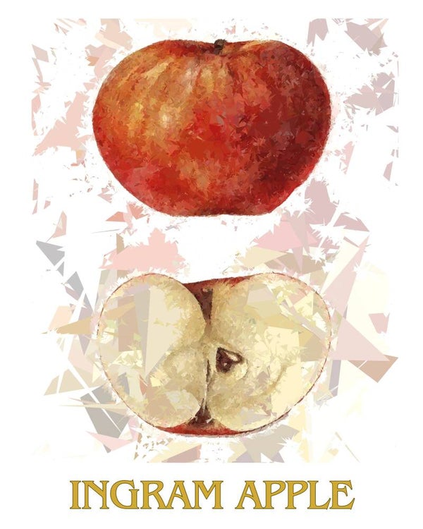 "Ingram Apple" Vintage Fruit Print Redesigned - Two Sizes