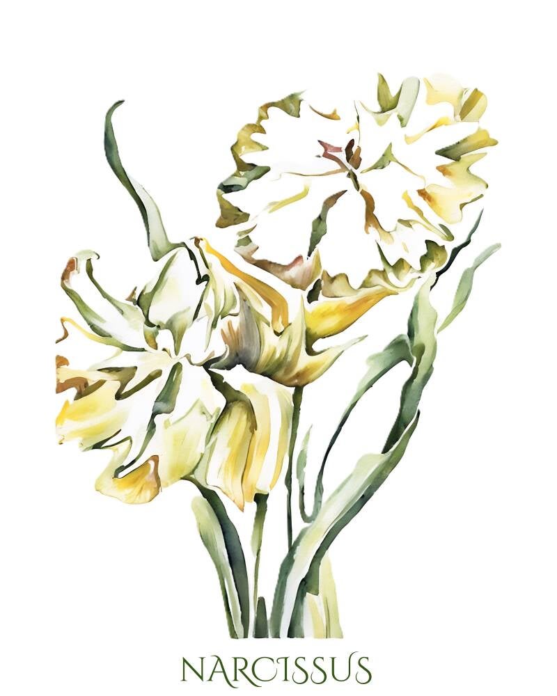 narcissus-standard-6rh3o0.jpg