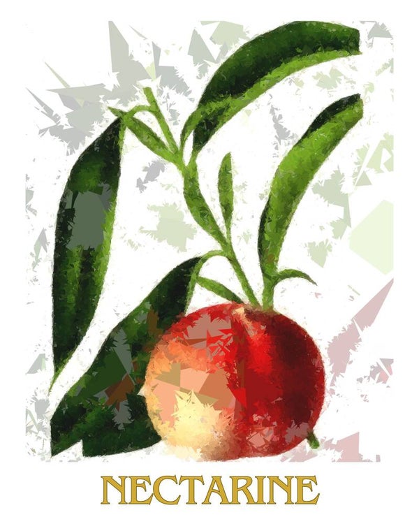 "Nectarine" Vintage Fruit Print Redesigned - Two Sizes