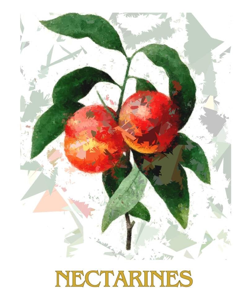 nectarines-1-standard-4mv6yw.jpg