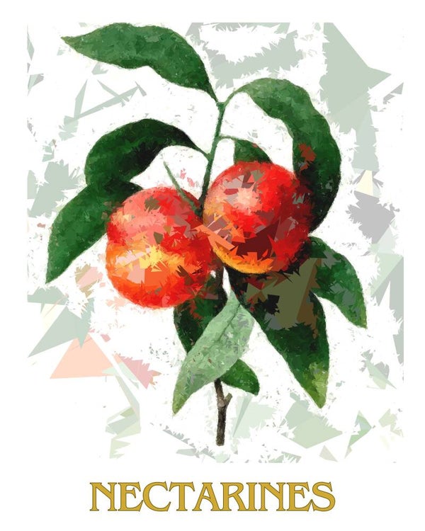 "Nectarines" Vintage Fruit Print Redesigned - Two Sizes