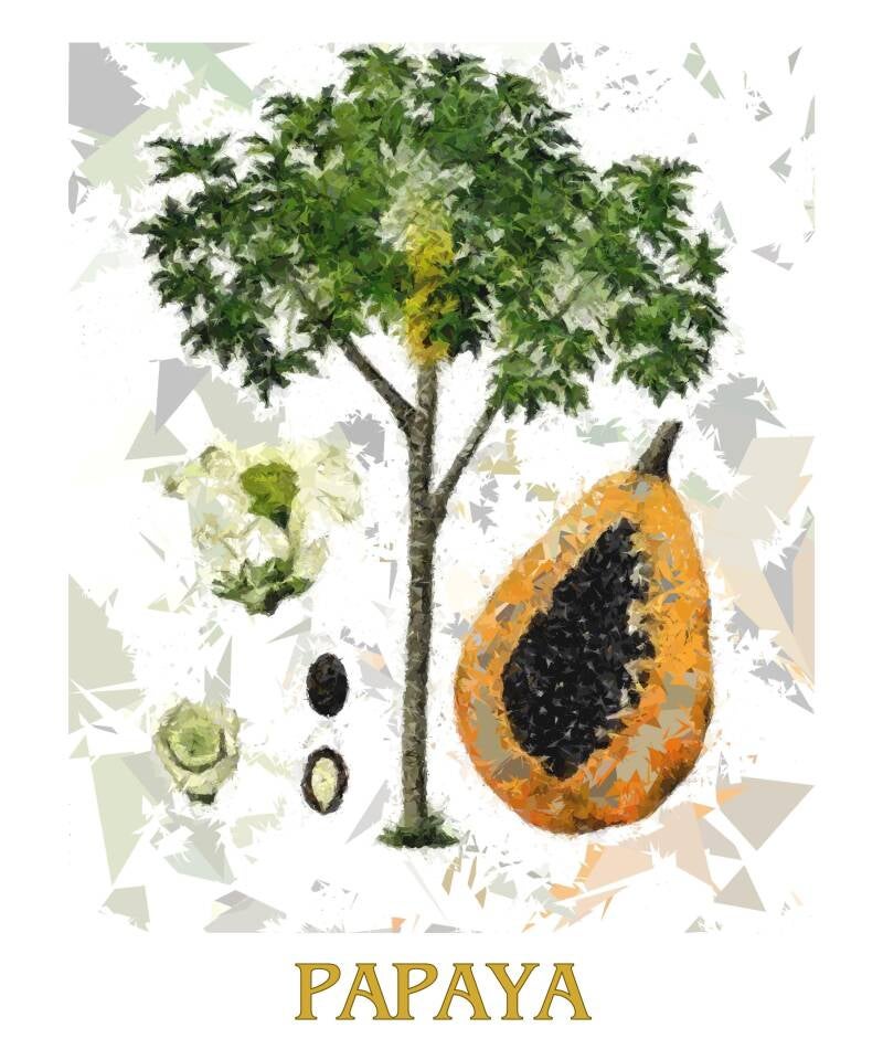 papaya-1-standard-lexsui.jpg