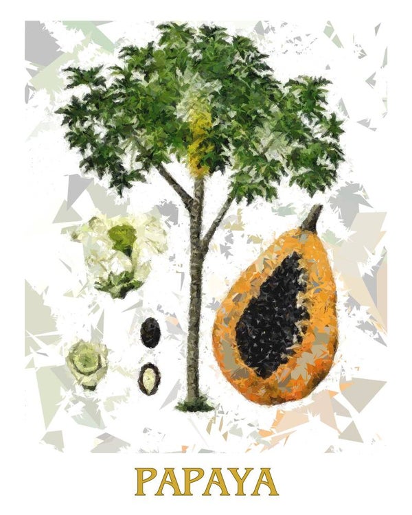 "Papaya" Vintage Fruit Print Redesigned - Two Sizes