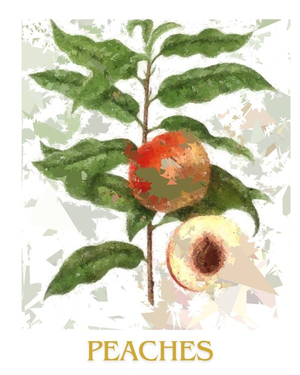 "Peaches" Vintage Fruit Print Redesigned - Two Sizes
