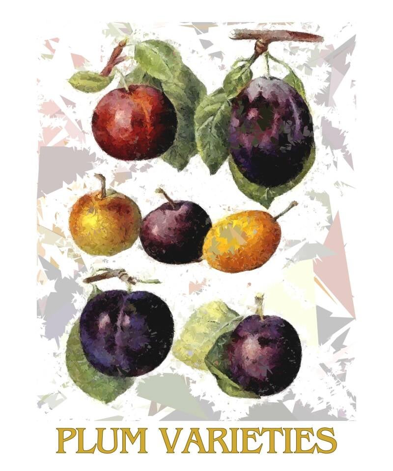 plum-varieties-standard-yytncp.jpg
