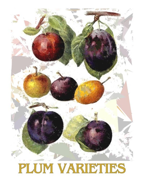 "Plum Varieties" Vintage Fruit Print Redesigned - Two Sizes