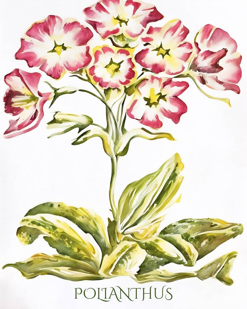 polianthus-standard-dcoqta.jpg