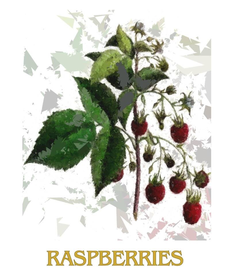 raspberries-1-standard-c91fm5.jpg